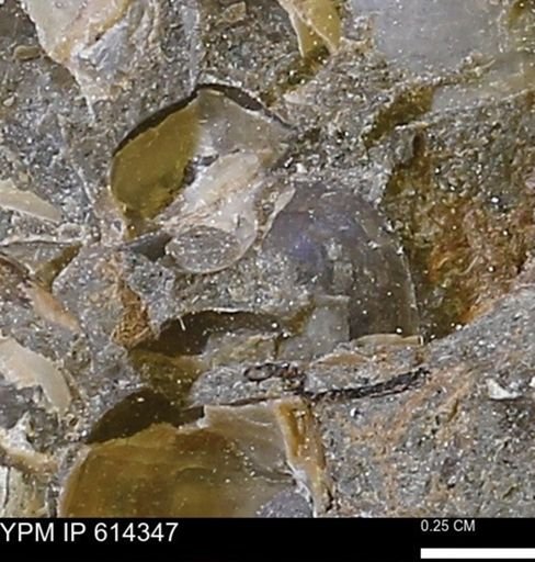 Limopsis striatopunctatus