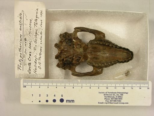 Protypotherium australe