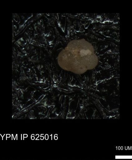 undet. Foraminiferida