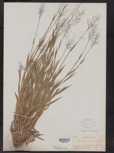 Panicum lanuginosum