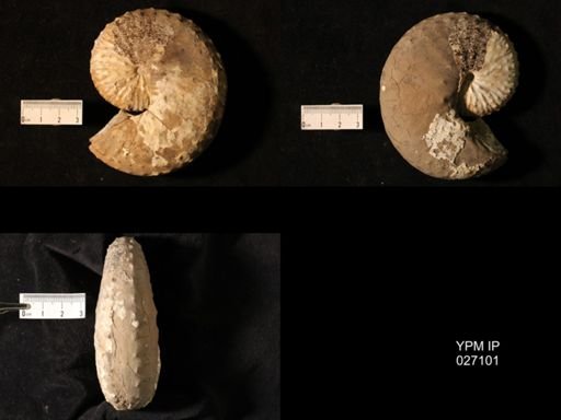 Discoscaphites gulosus