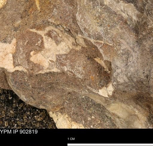 undet. Mollusca