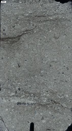 taxon undetermined