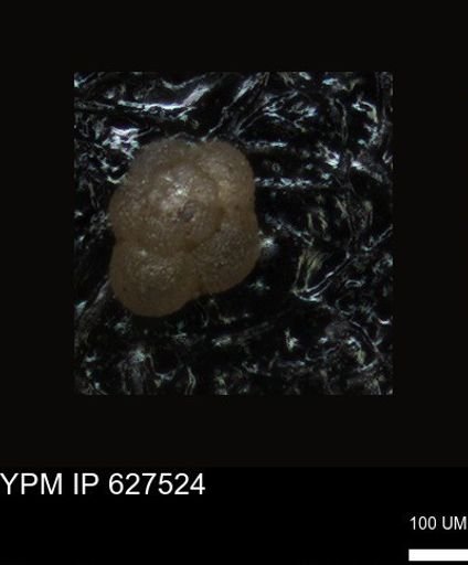 undet. Foraminiferida