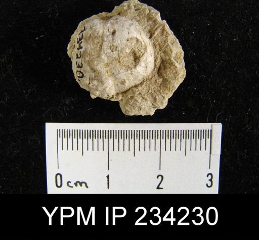 Marginifera wabashensis