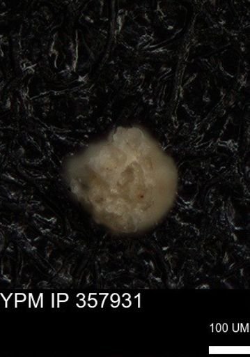 undet. Foraminiferida