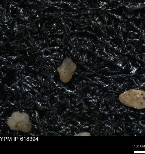 undet. Foraminiferida
