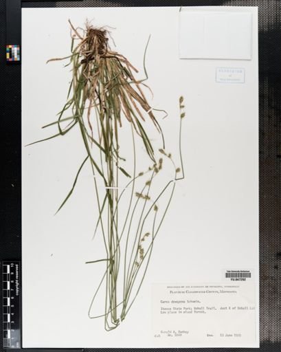 Carex deweyana