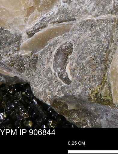 undet. Gastropoda