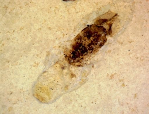 undet. Hexapoda