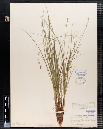 Carex canescens