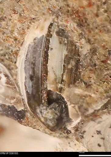 Corbulamella gregaria