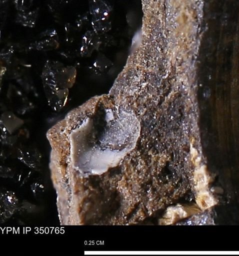 undet. Bivalvia