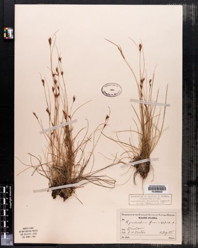 Rhynchospora fusca