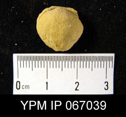 Atrypa reticularis