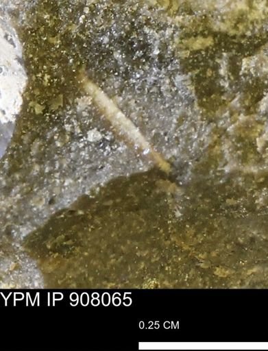 undet. Mollusca