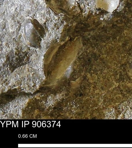 undet. Bivalvia