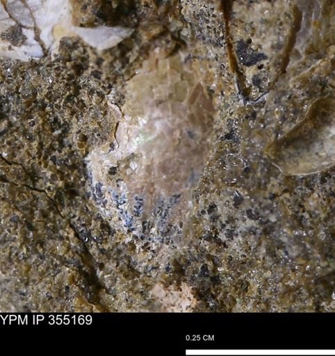 Mollusca