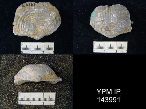 Dictyoclostus indicus