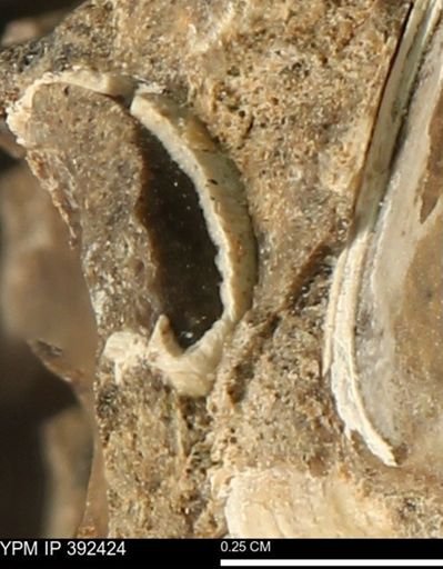 Protocardia subquadrata