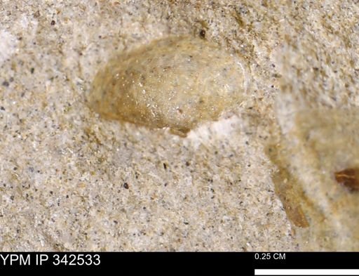 undet. Bivalvia