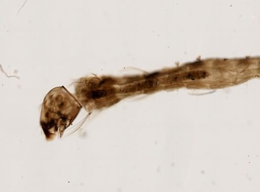 Anopheles