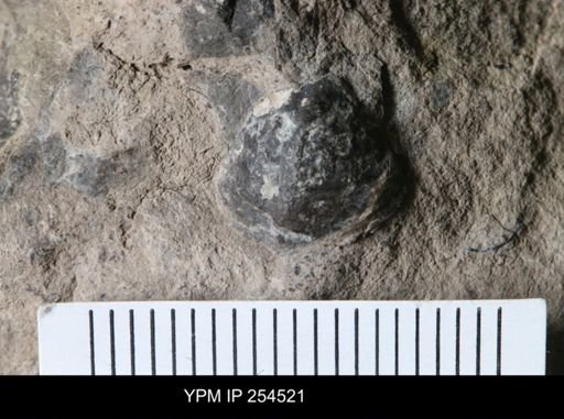 Protathyris sp.