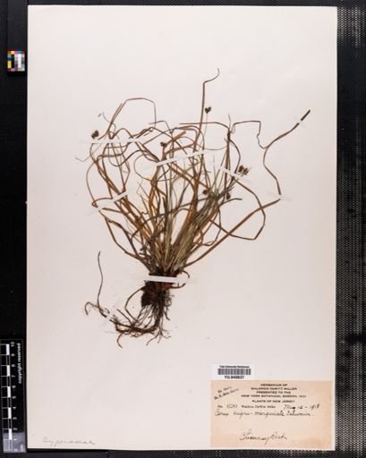 Carex nigromarginata