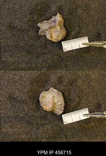 undet. Scaphitidae