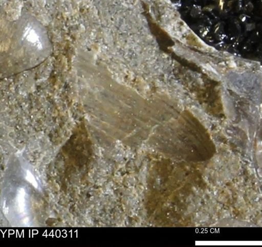 Protocardia subquadrata