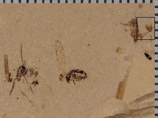 undet. Diptera