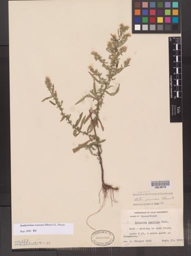 Symphyotrichum racemosum
