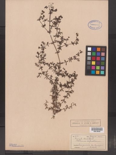 Galium aparine