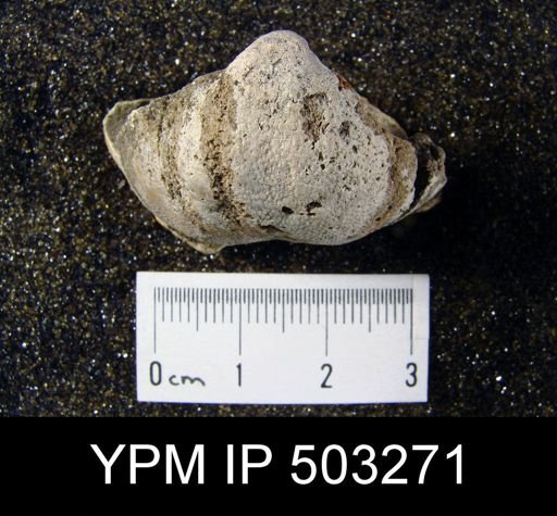 undet. Brachiopoda