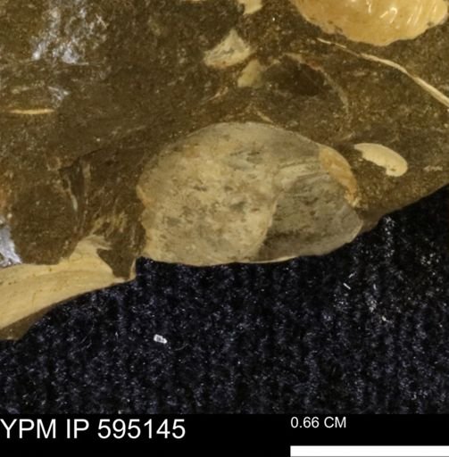 Protocardia sp.