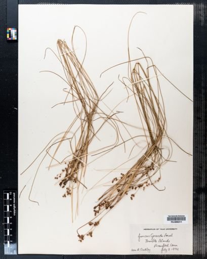 Juncus