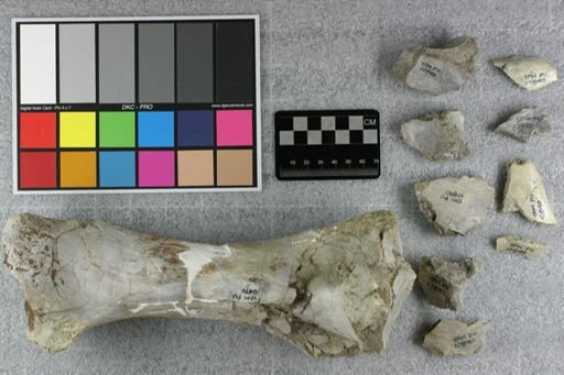 Metamynodon planiceps