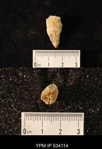 undet. Rugosa