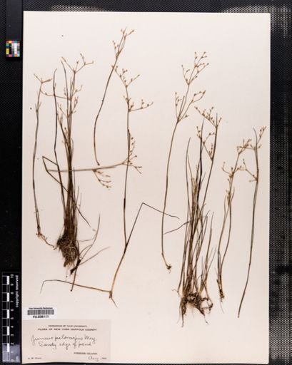 Juncus pelocarpus