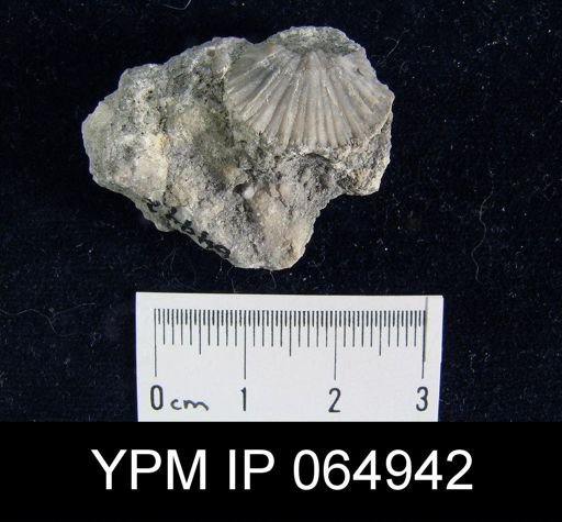 Mendacella cliftonensis