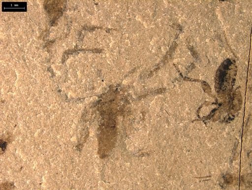 undet. Araneida