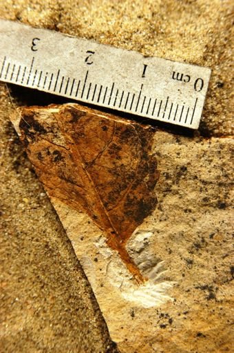 Potentilla salmonensis