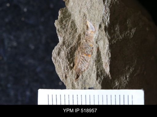 undet. Asaphidae