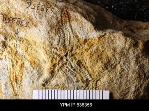 undet. Stelleroidea