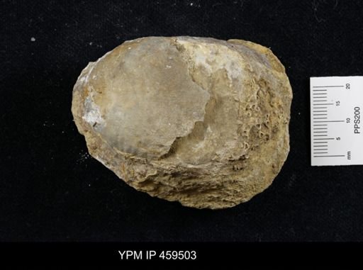Echinoconchus moorei
