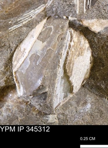 undet. Bivalvia
