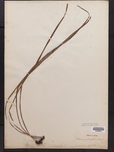 Vittaria