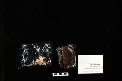 Kinosternon subrubrum hippocrepis