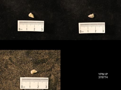 Marginifera wabashensis