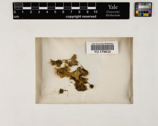 Plantae